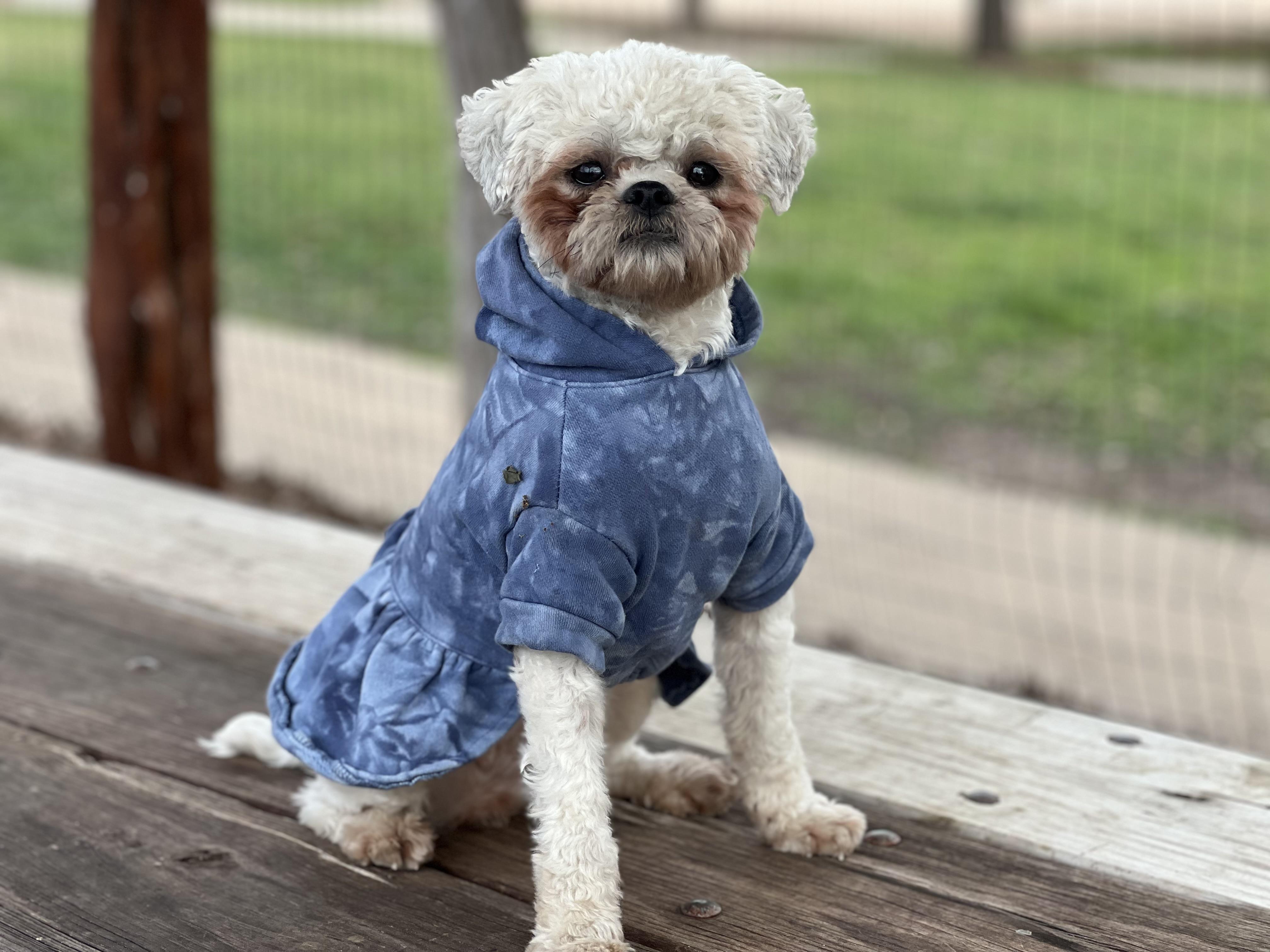 Enlarge Piper, a Adoptable Shih poo in Austin, TX image 3/5