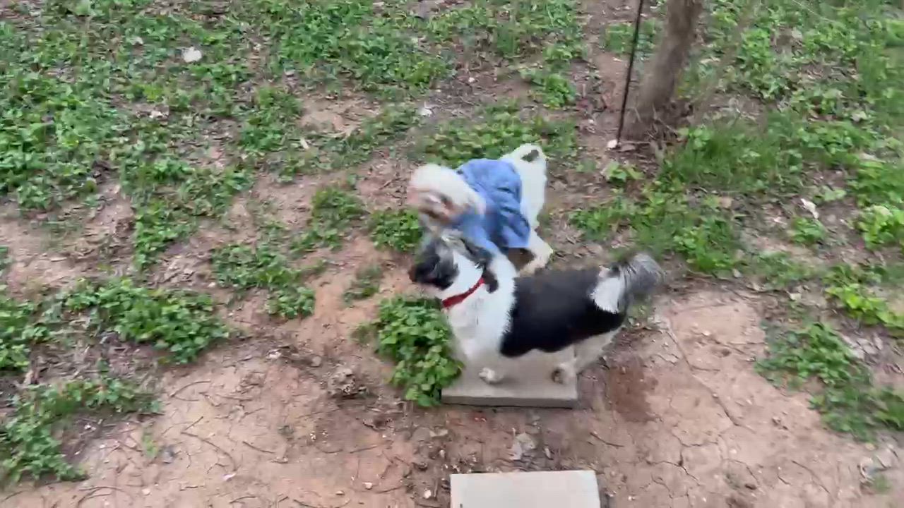 Enlarge Piper, a Adoptable Shih poo in Austin, TX video 2/5