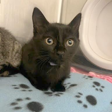Enlarge Wendy Darling, a Adoptable Domestic Short Hair in Hendersonville, NC image 1/1