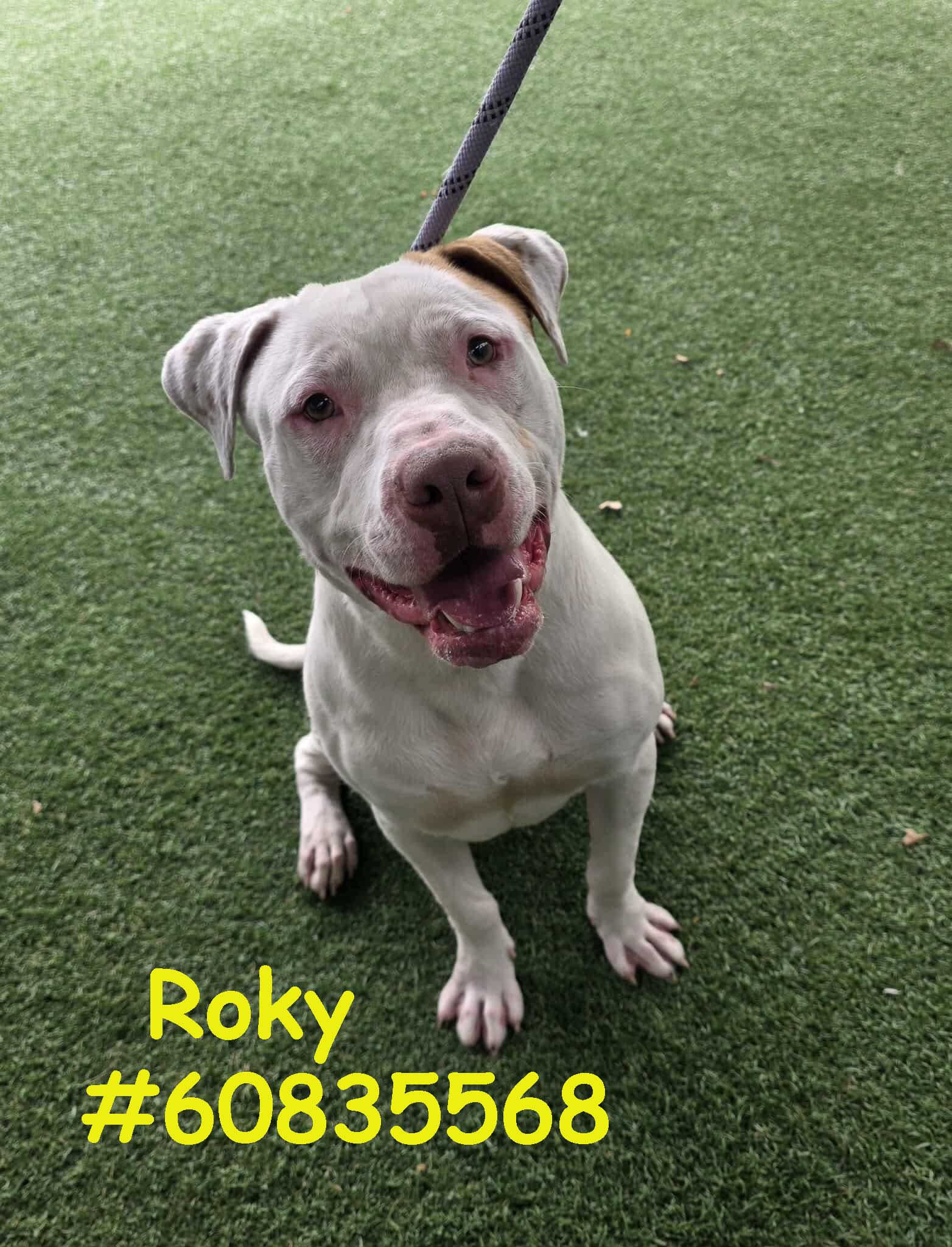 Roky, ADOPTABLE, Young Male Pit Bull Terrier.