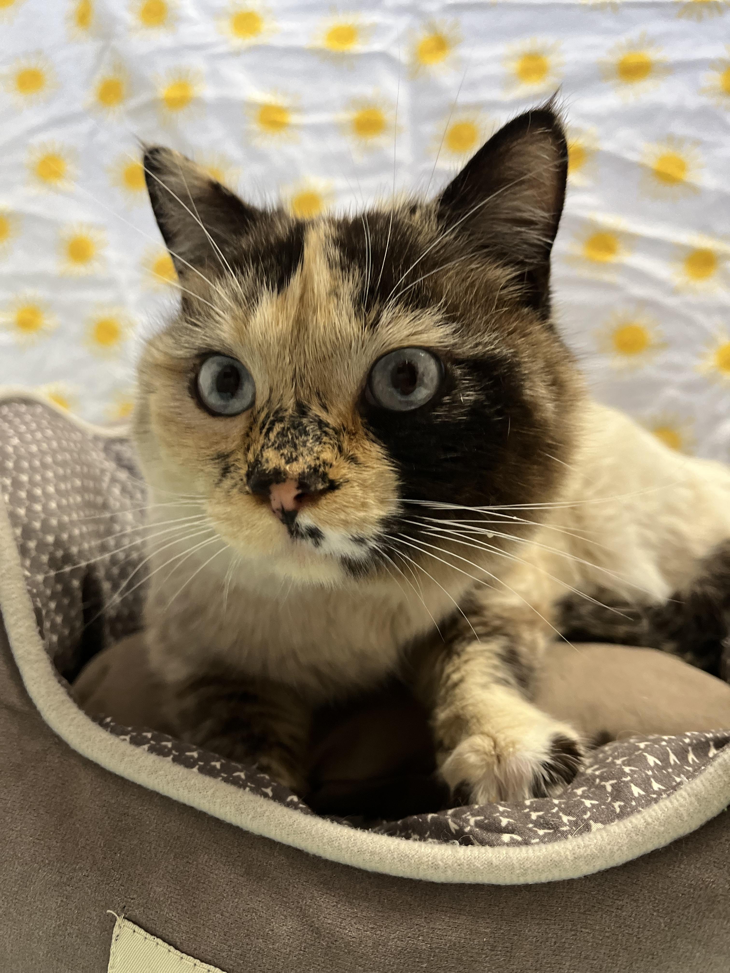 Enlarge Sandy McFreckles, an adopted mixed breed in Buena Vista, CO image 1/2