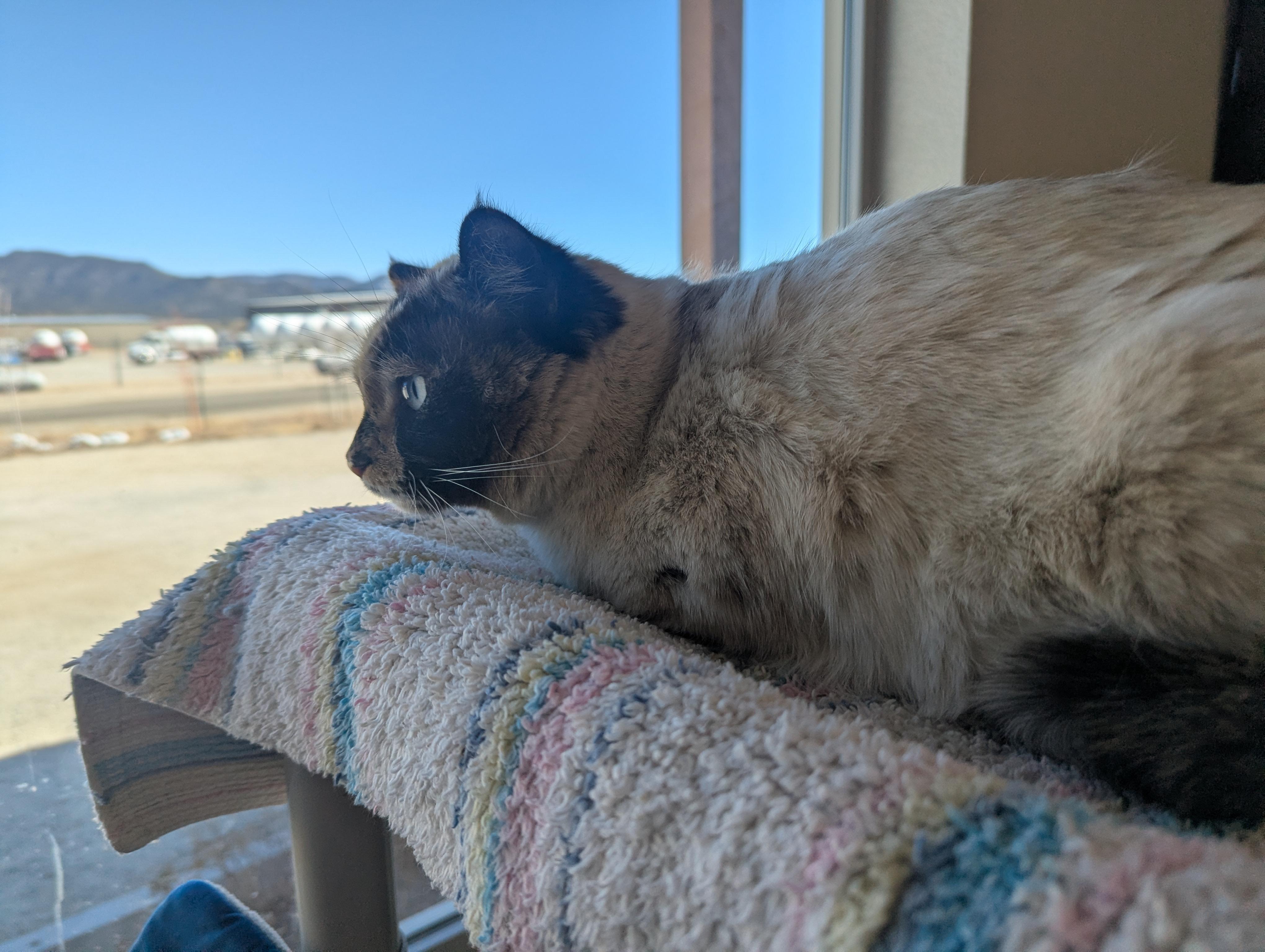 Enlarge Sandy McFreckles, an adopted mixed breed in Buena Vista, CO image 2/2