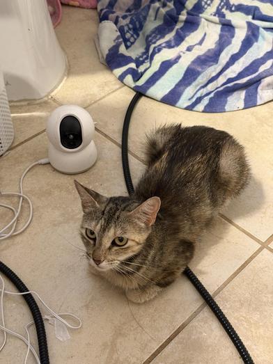 Enlarge Poppy, a Adoptable Domestic Medium Hair in COLORADO SPRINGS, CO image 3/6