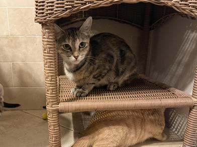 Poppy, Adoptable, Young Female Domestic Medium Hair.