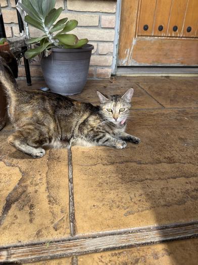 Enlarge Poppy, a Adoptable Domestic Medium Hair in COLORADO SPRINGS, CO image 5/6