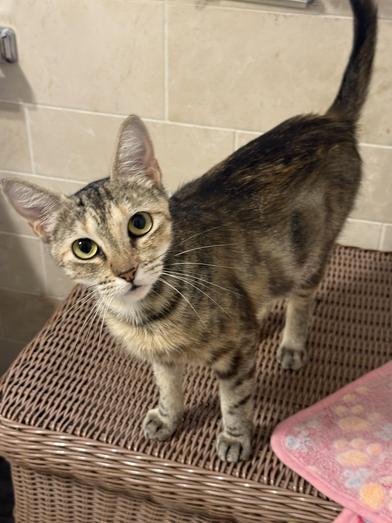 Enlarge Poppy, a Adoptable Domestic Medium Hair in COLORADO SPRINGS, CO image 4/6