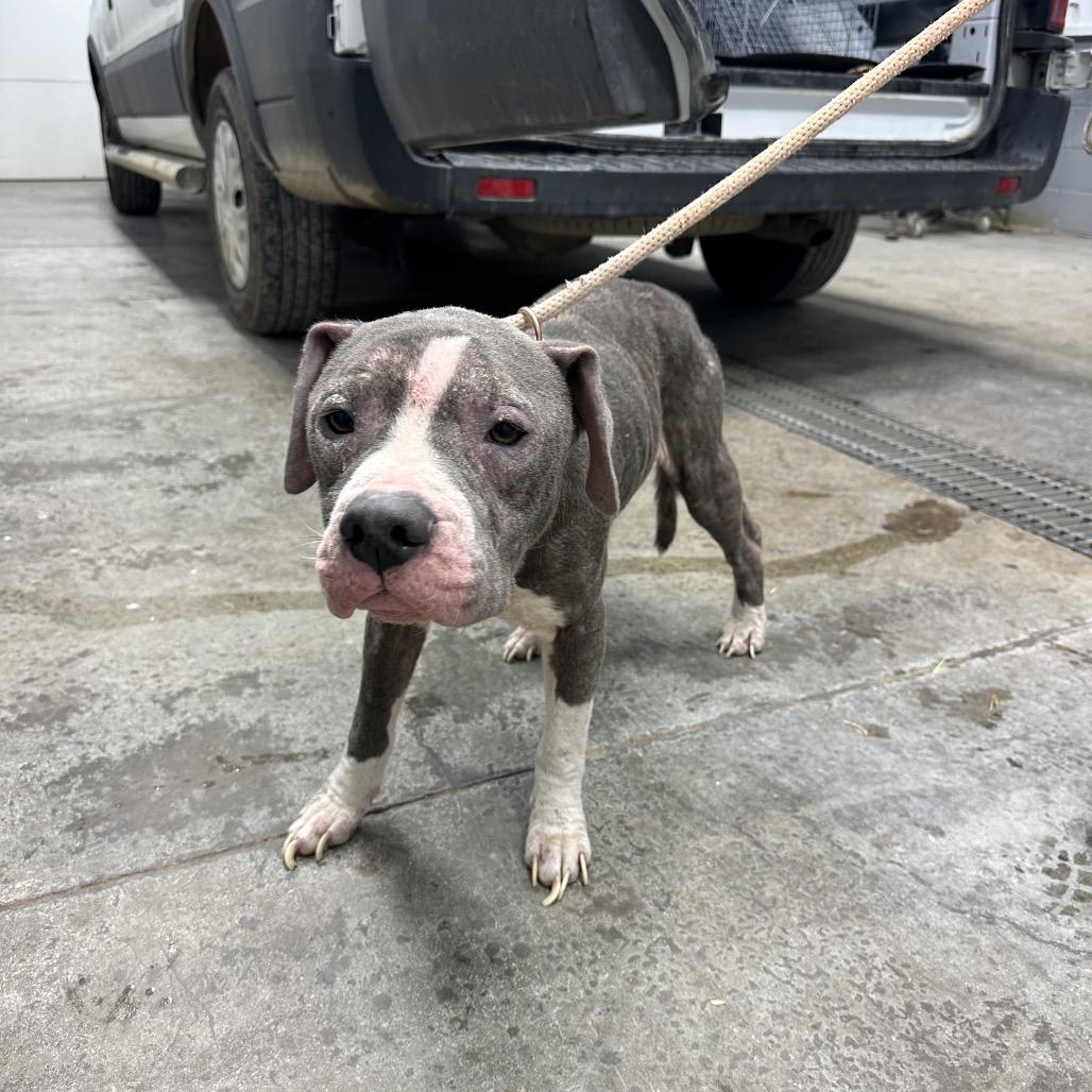 Peter Pan, Adoptable, Young Male Pit Bull Terrier & Mixed Breed.