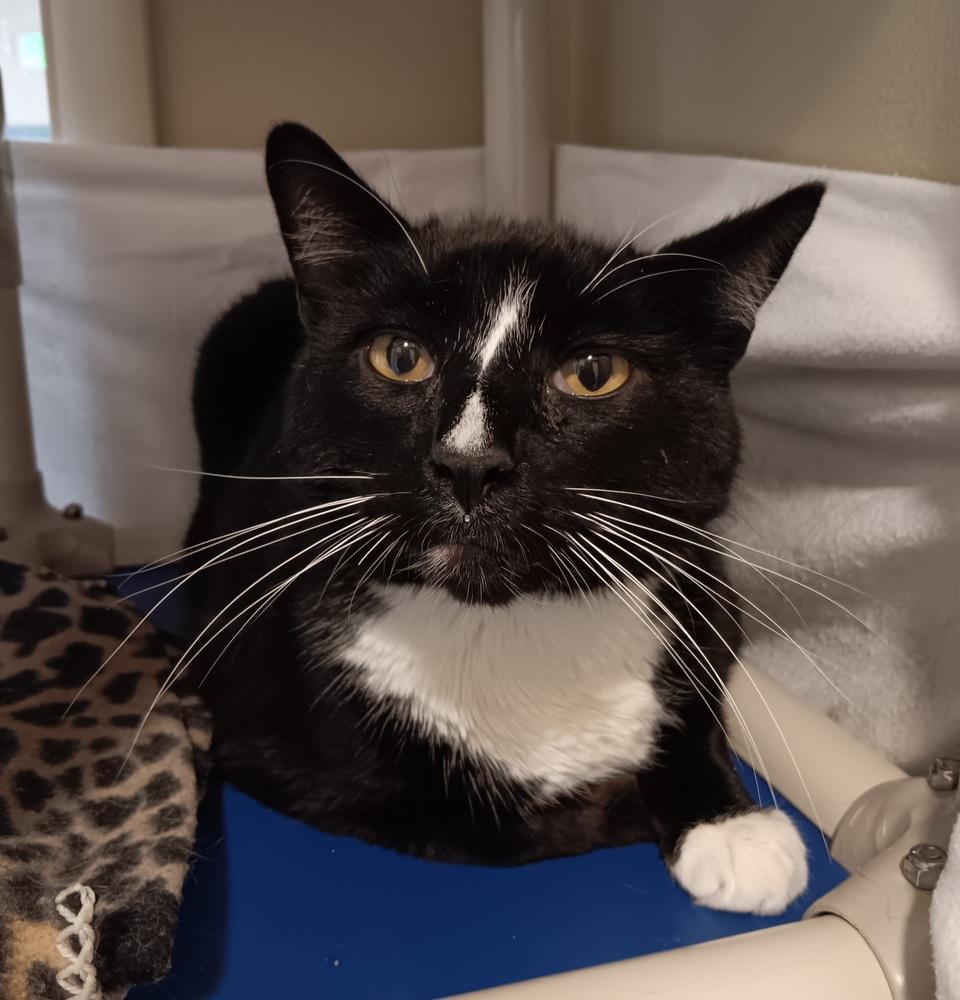 Enlarge Stinker, a Adoptable mixed breed in Challis, ID image 1/1