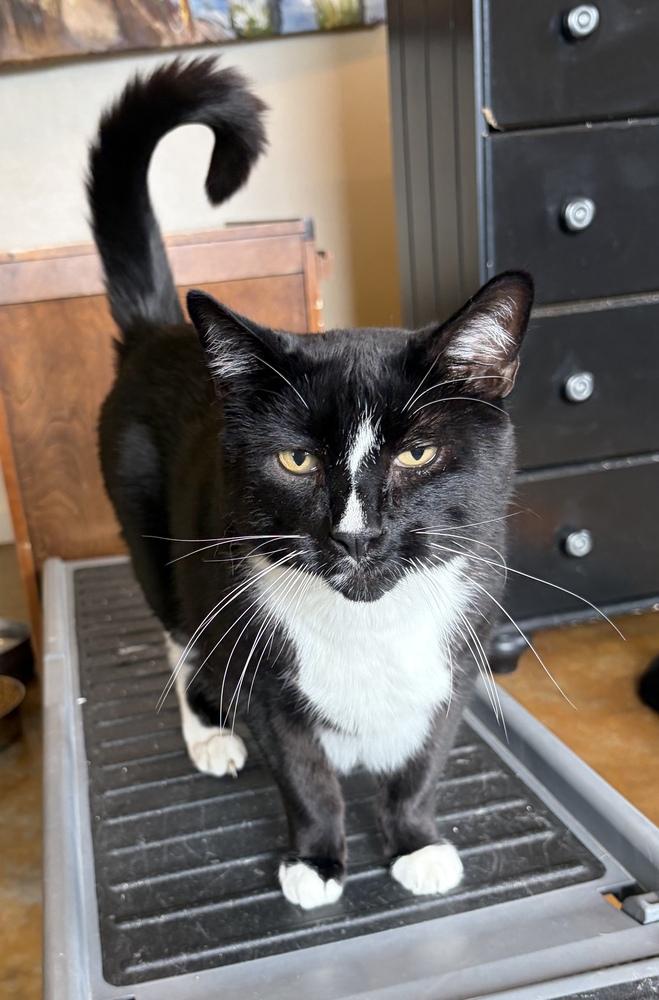 Enlarge Stinker, a Adoptable mixed breed in Challis, ID image 2/3
