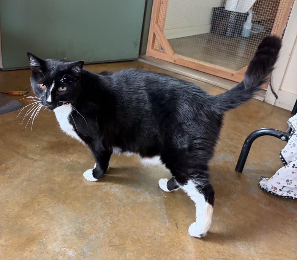 Enlarge Stinker, a Adoptable mixed breed in Challis, ID image 3/3
