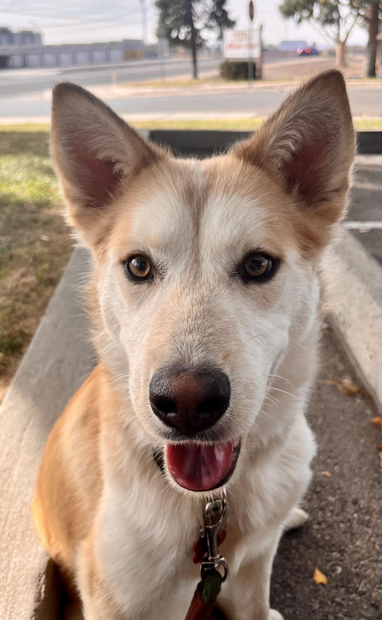 Lexi, Adopted, Puppy Female Siberian Husky.