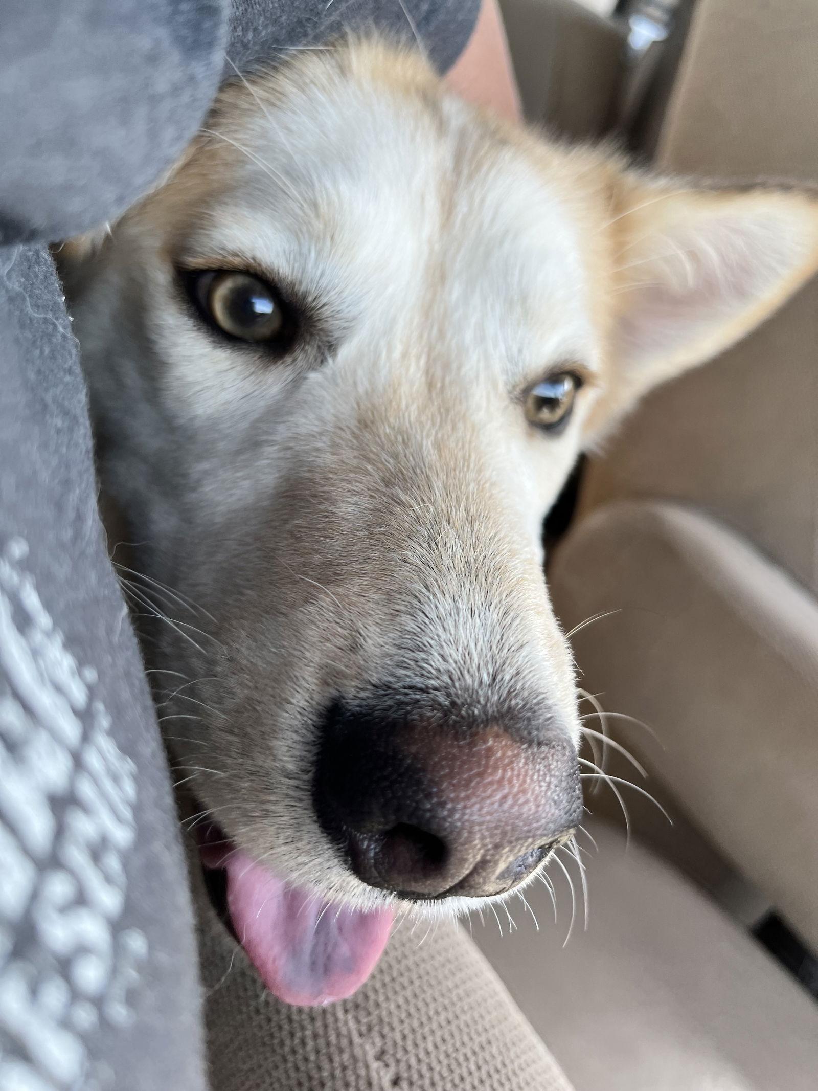 Enlarge Lexi, a Adopted Siberian Husky in Cedar Crest, NM image 2/3