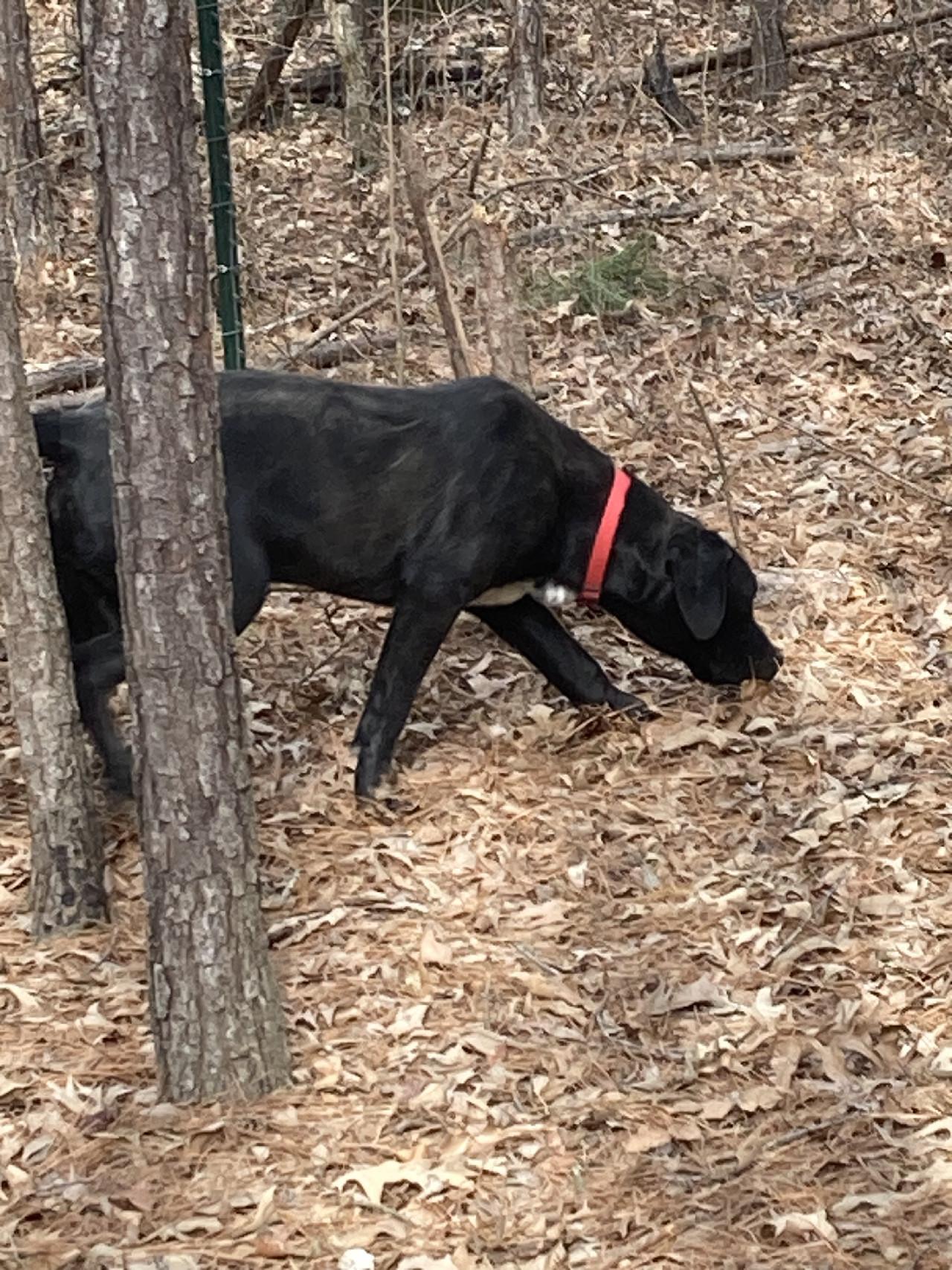 Ozzy, an adopted mixed breed in Seabrook, NH image 4/5
