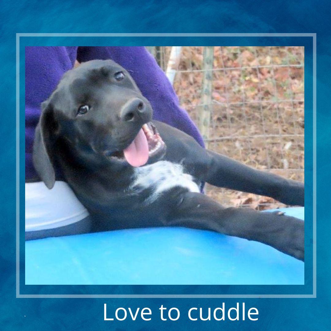 Ozzy, adopted, Young Male Labrador Retriever & Mixed Breed.