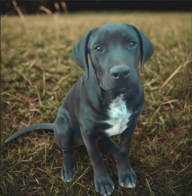 Ozzy, an adopted mixed breed in Seabrook, NH image 3/5