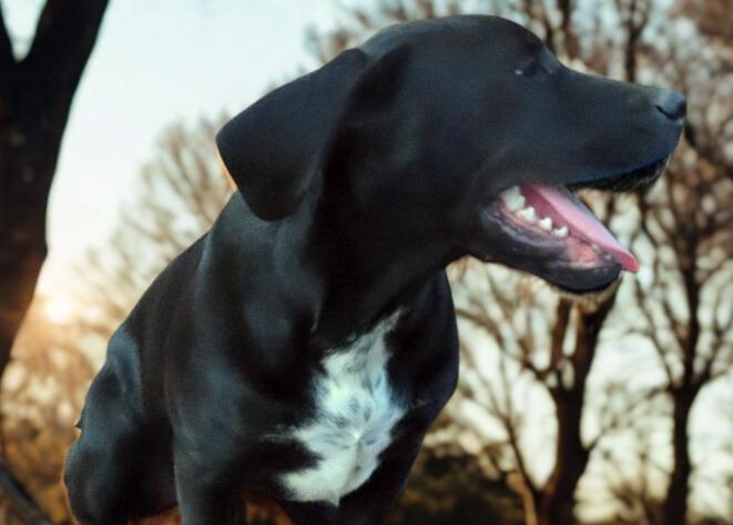 Ozzy, an adopted mixed breed in Seabrook, NH image 2/5