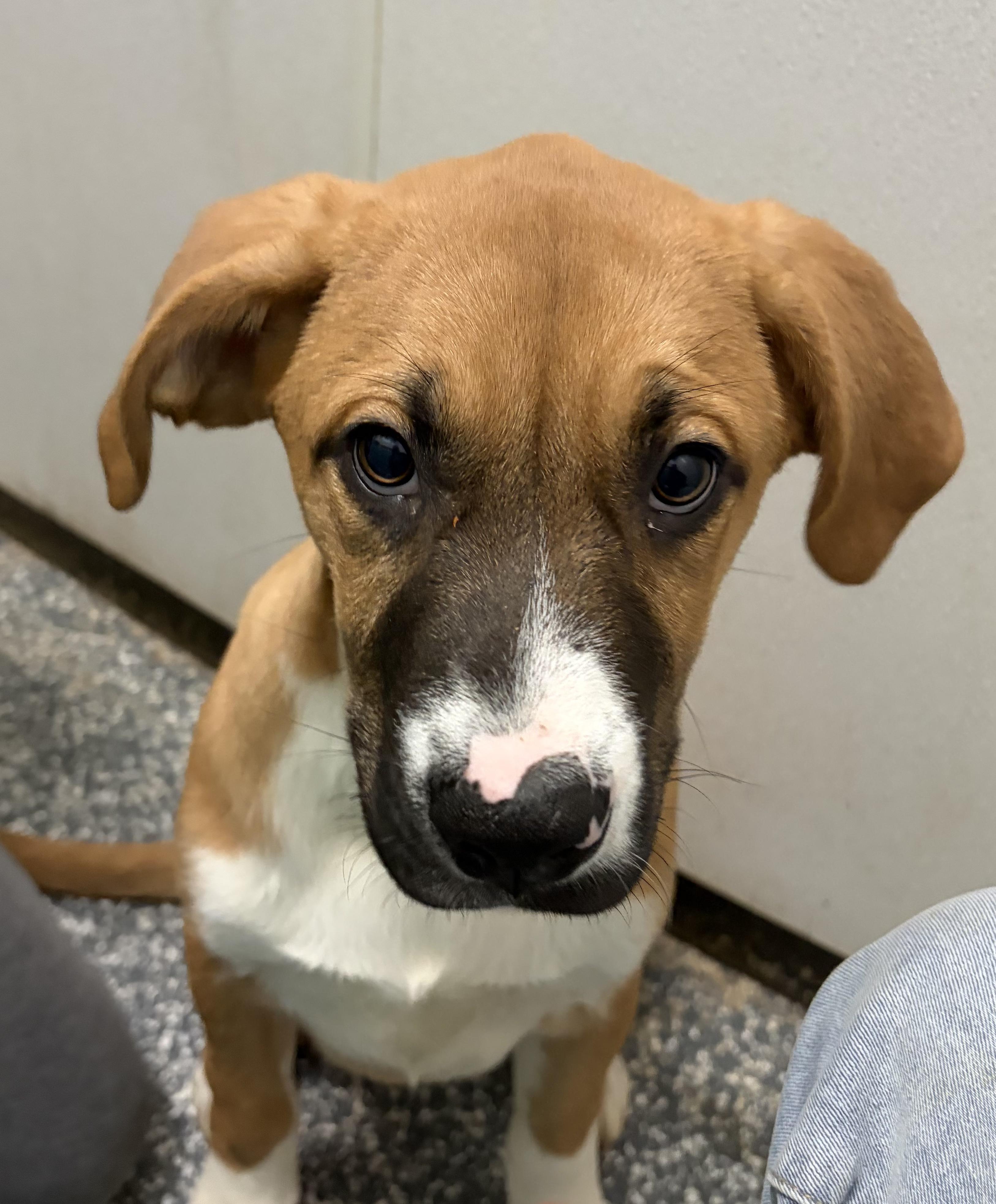 Enlarge Chunk, a ADOPTABLE Mixed Breed in Franklin, IN image 1/1