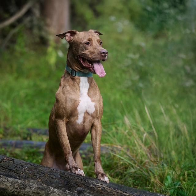 Enlarge Bubba, a Adoptable mixed breed in Chicago, IL image 4/6