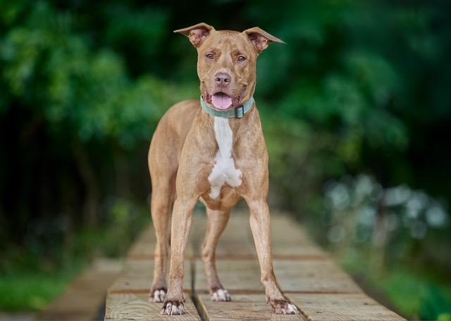 Enlarge Bubba, a Adoptable mixed breed in Chicago, IL image 1/6