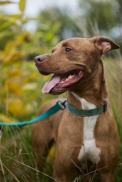 Enlarge Bubba, a Adoptable mixed breed in Chicago, IL image 5/6