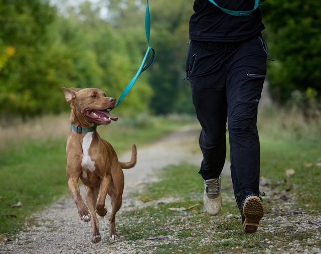 Enlarge Bubba, a Adoptable mixed breed in Chicago, IL image 6/6