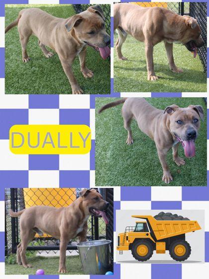 DUALLY, Adoptable, Adult Male Mixed Breed & Mixed Breed.