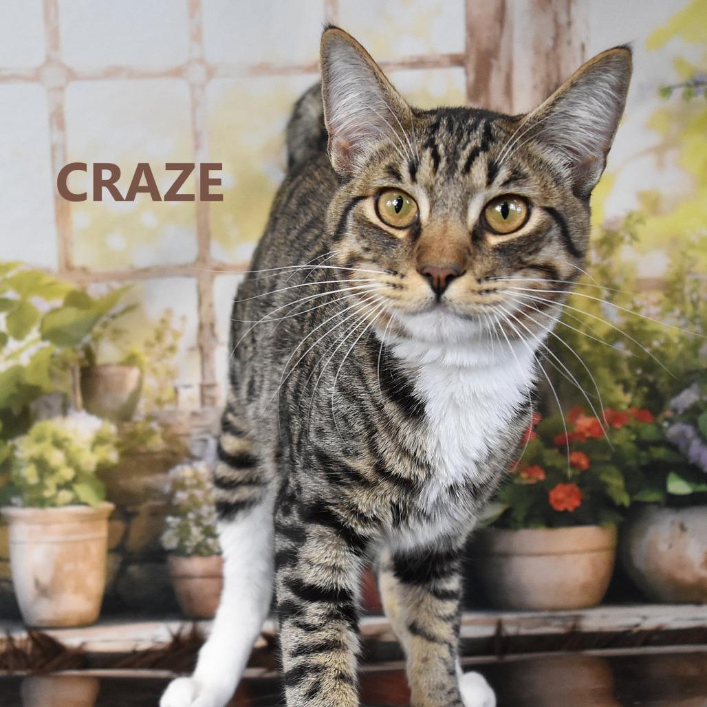 Wedge — thumbnail 2