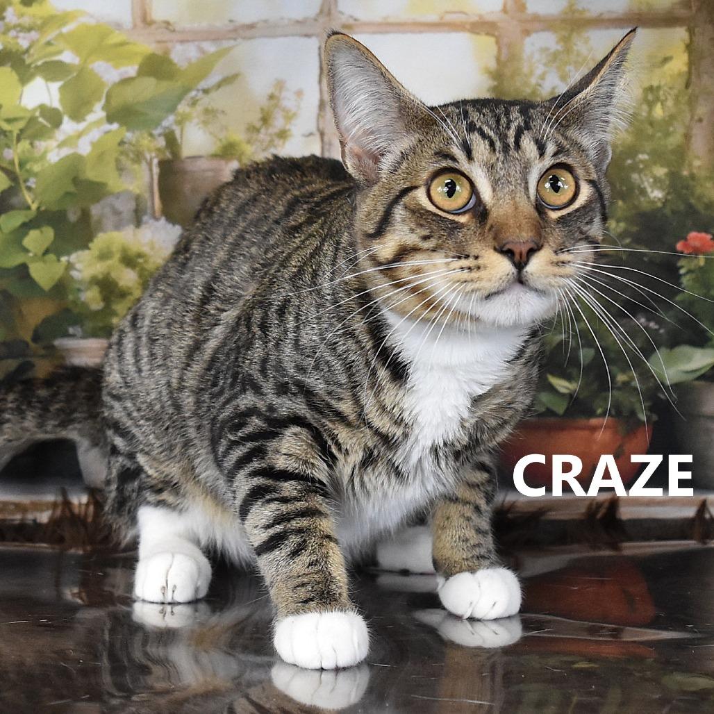 Wedge — thumbnail 3