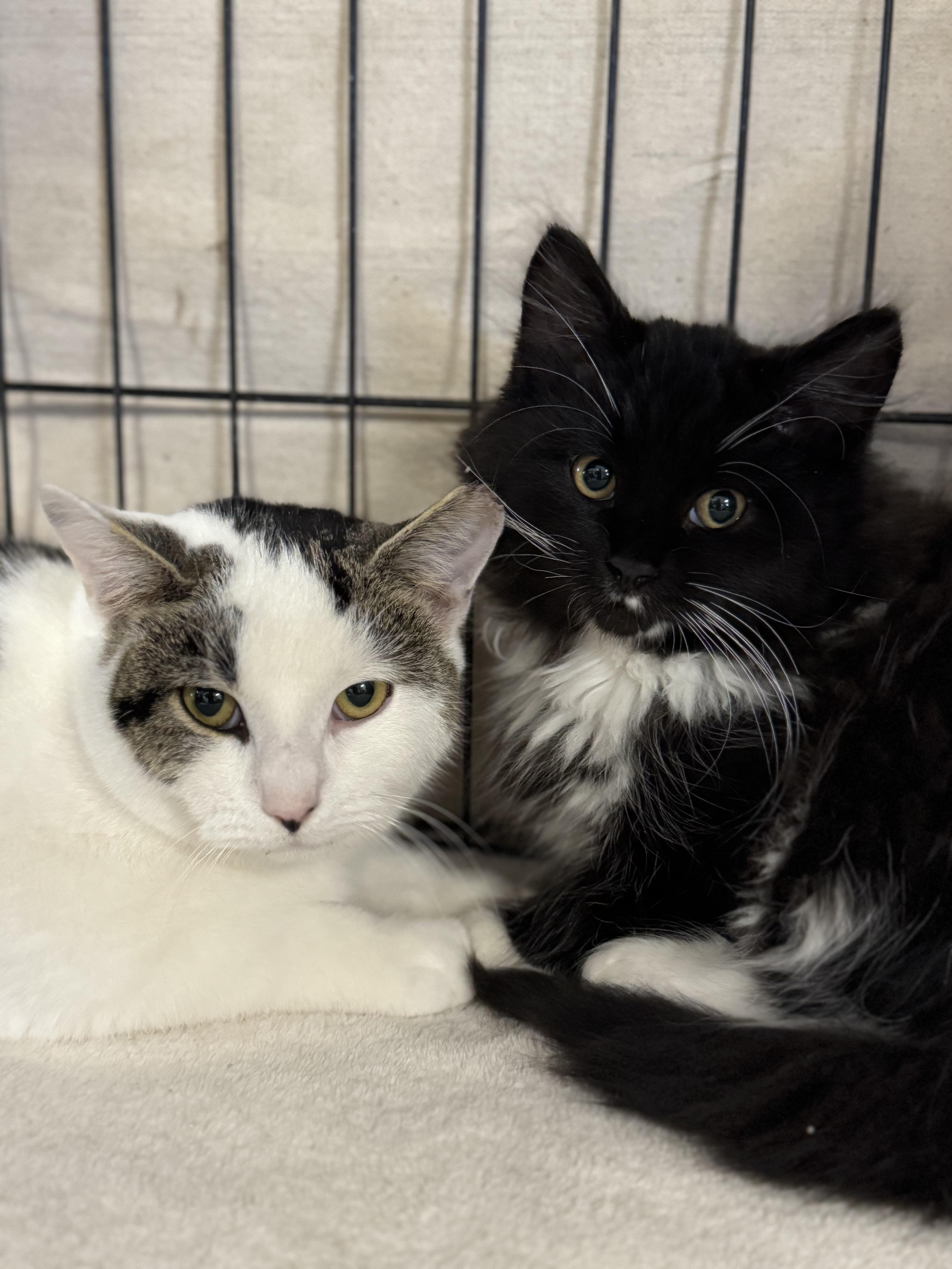 FRANK, Adoptable, Kitten Male Domestic Long Hair & Tuxedo.