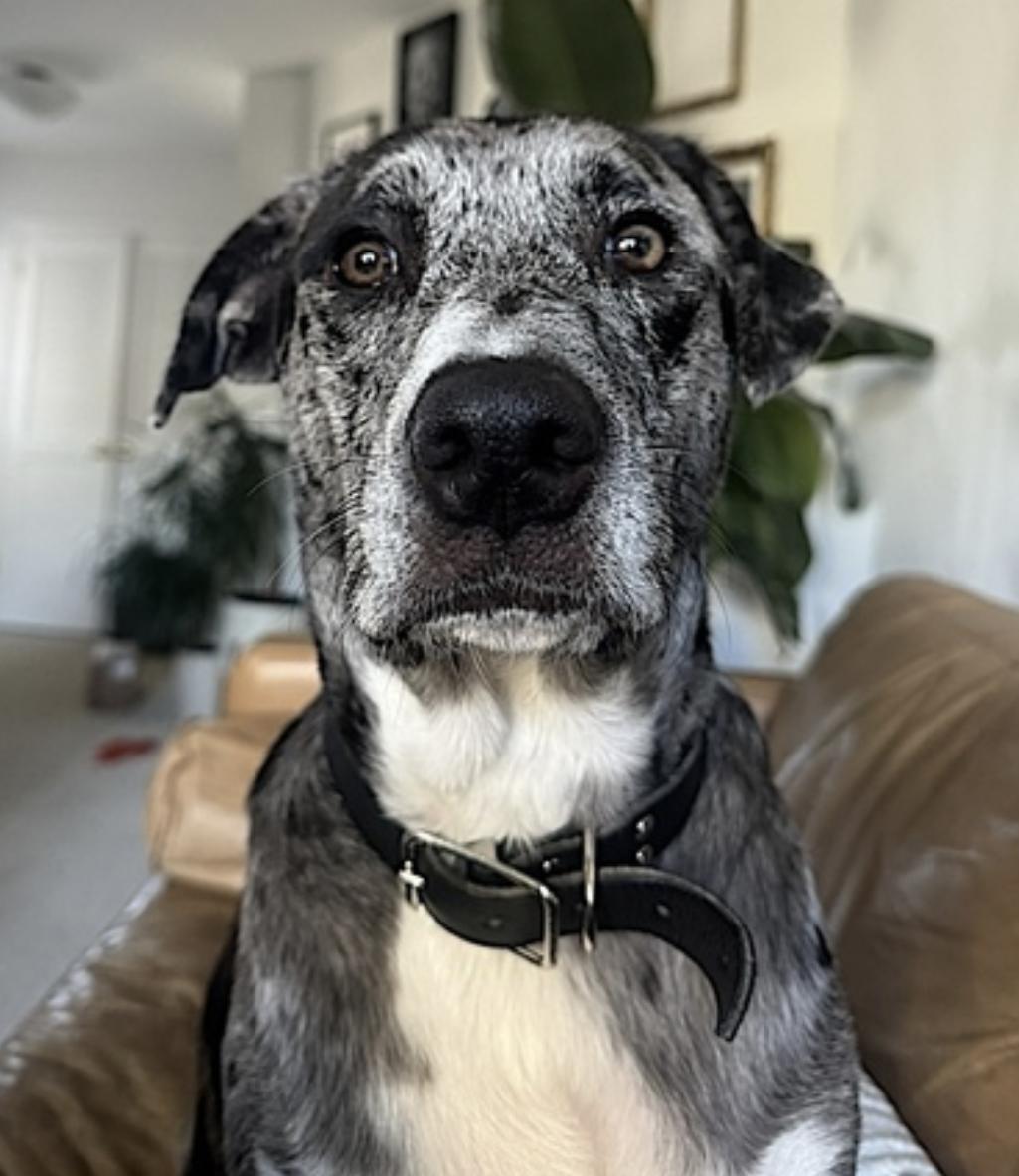 Charli — thumbnail 2