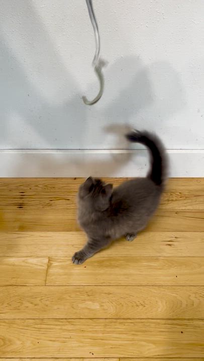 Enlarge Herme, an adopted mixed breed in Hood River, OR video 3/3