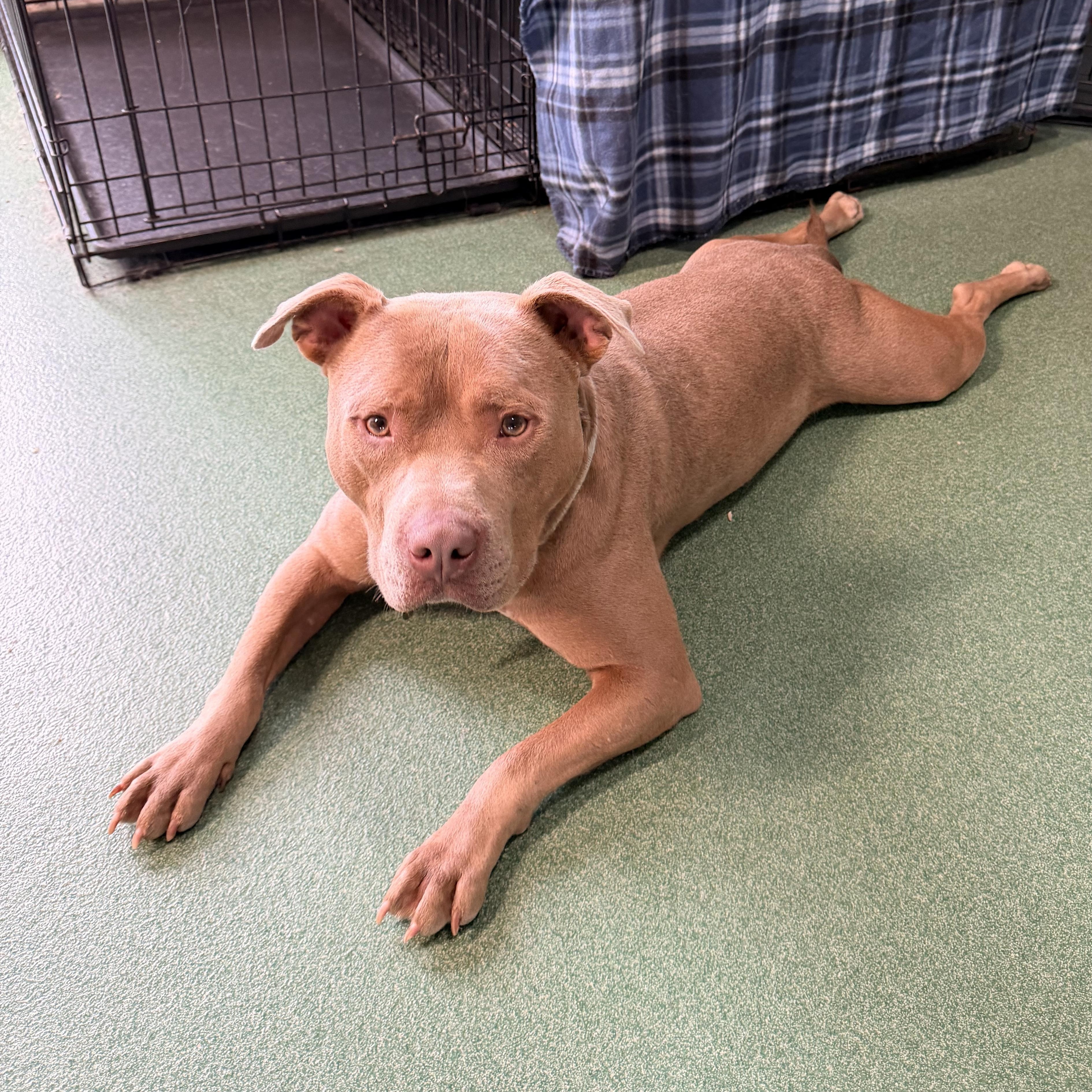 Enlarge Theodore - the sweetest boy!, a ADOPTABLE mixed breed in Kentwood, MI image 2/5