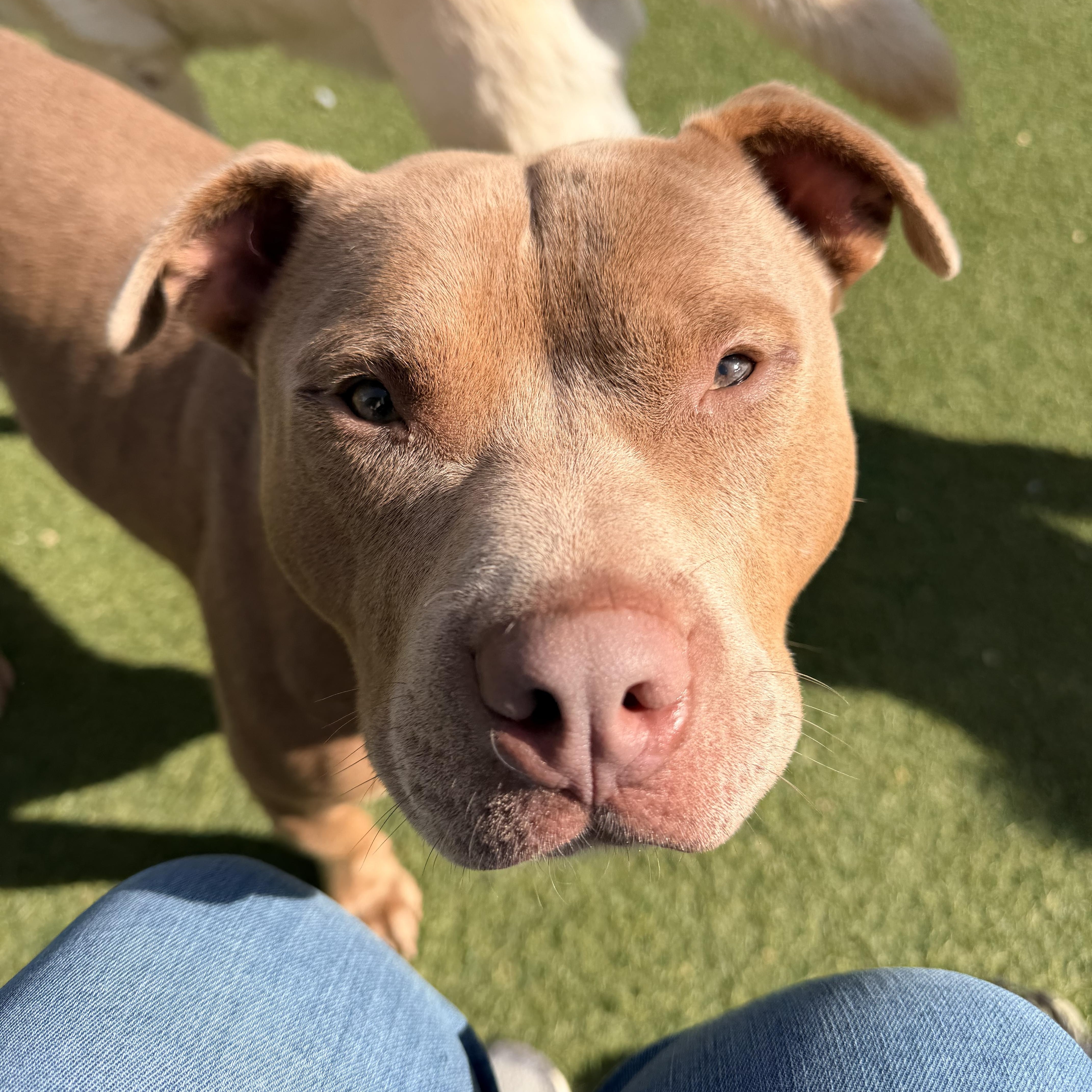 Enlarge Theodore - the sweetest boy!, a ADOPTABLE mixed breed in Kentwood, MI image 5/5