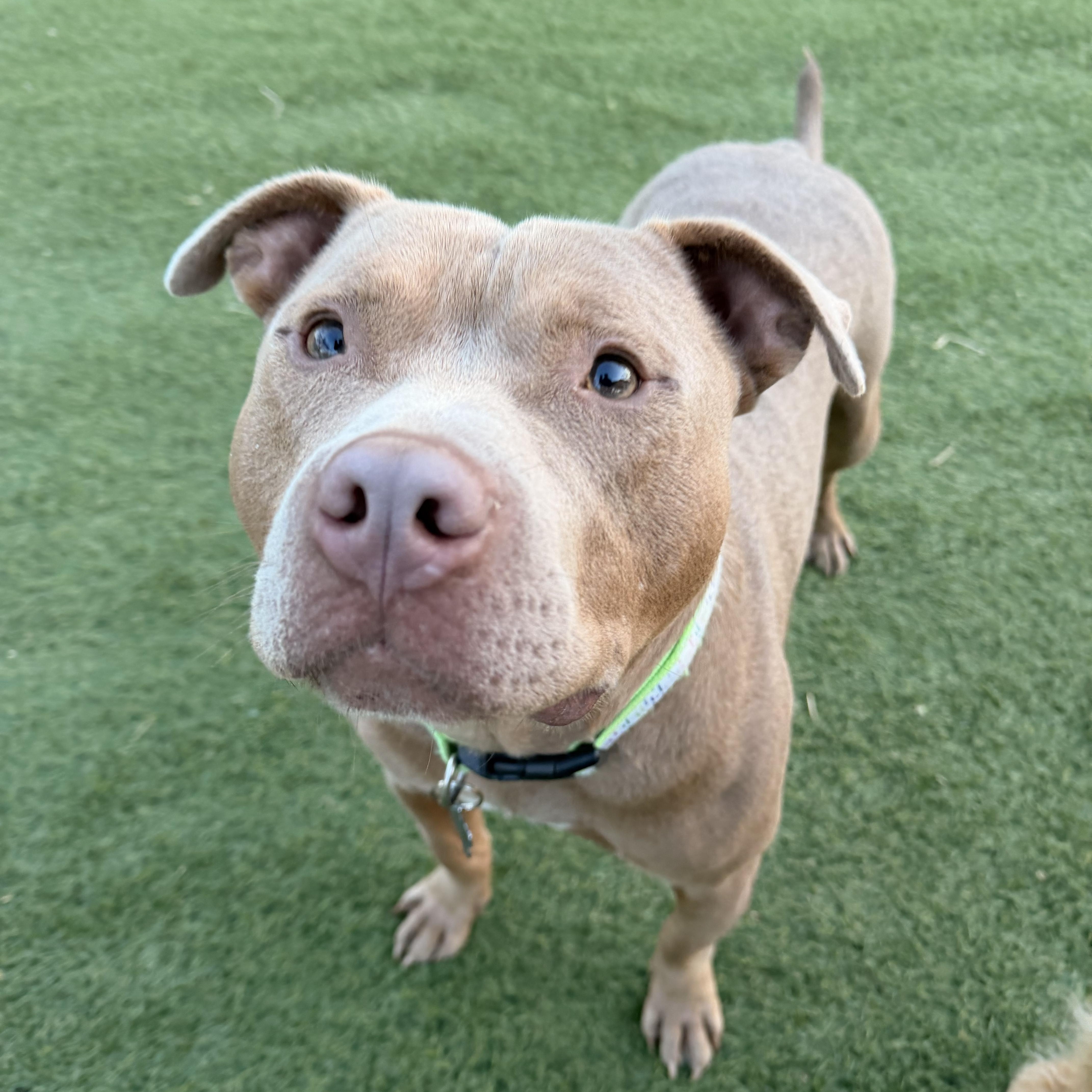 Enlarge Theodore - the sweetest boy!, a ADOPTABLE mixed breed in Kentwood, MI image 1/5