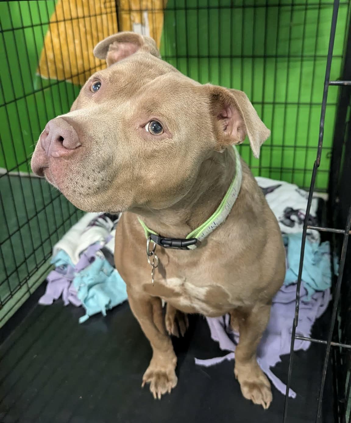 Enlarge Theodore - the sweetest boy!, a ADOPTABLE mixed breed in Kentwood, MI image 3/5