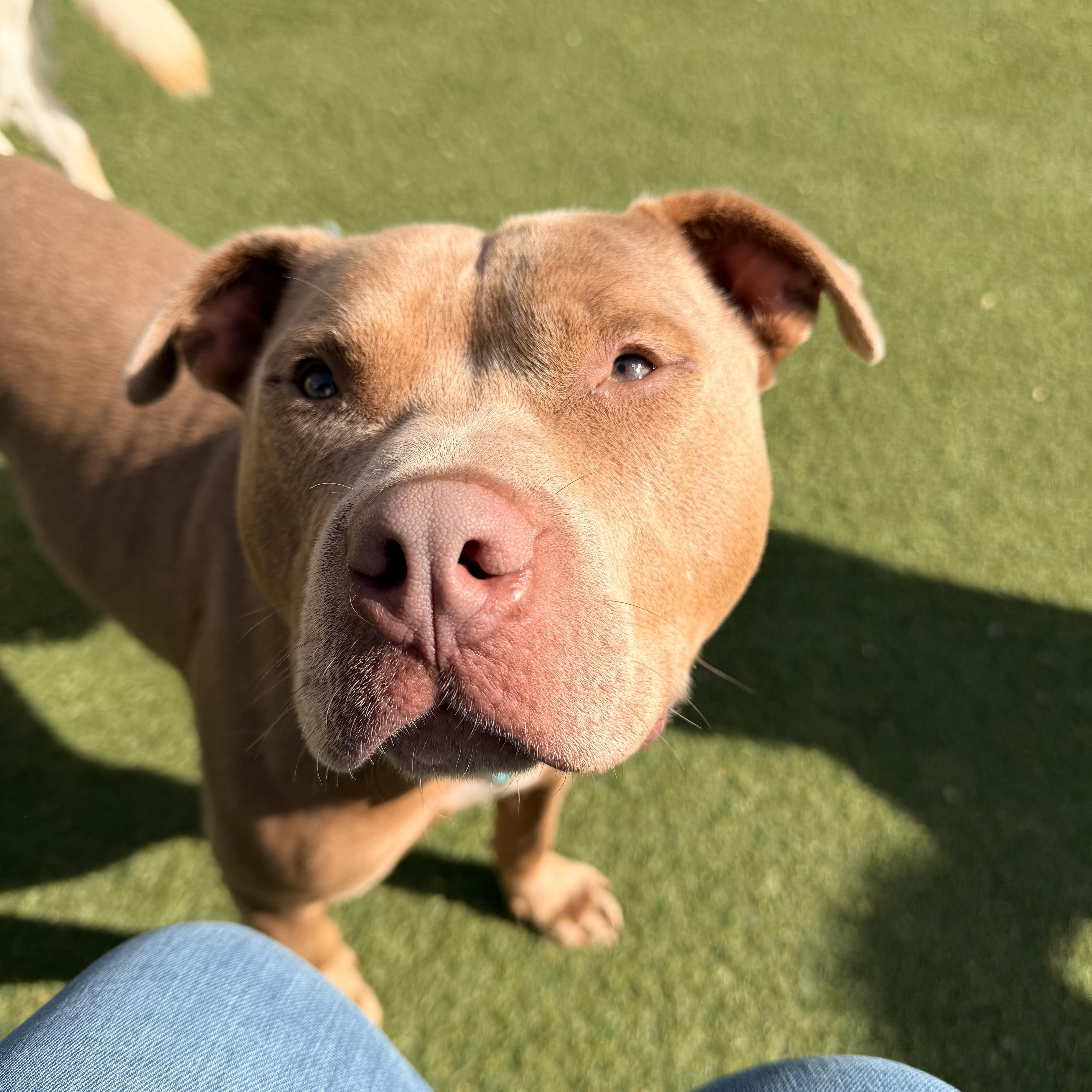 Enlarge Theodore - the sweetest boy!, a ADOPTABLE mixed breed in Kentwood, MI image 4/5