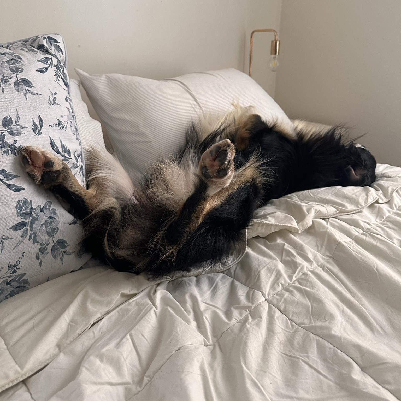 Enlarge Elmer, an adoptable mixed breed in Woolwich, ME image 1/6