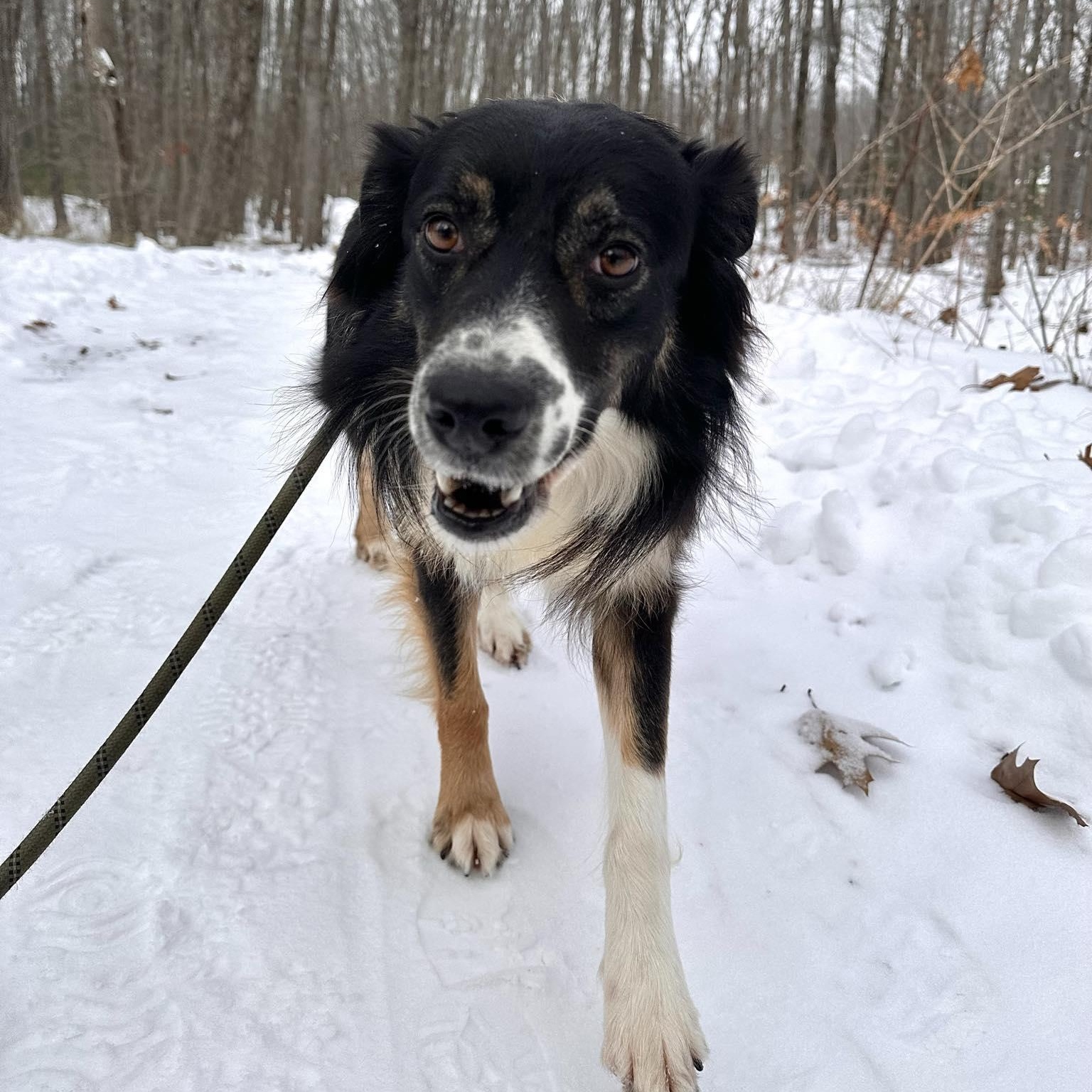Enlarge Elmer, an adoptable mixed breed in Woolwich, ME image 2/6