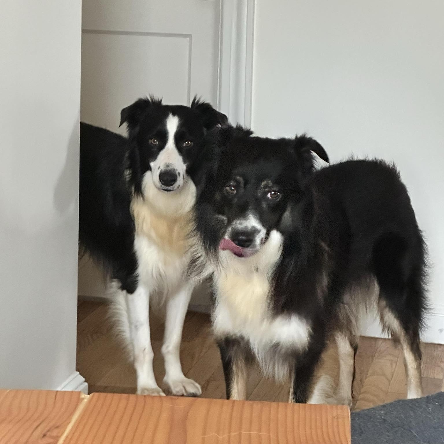 Elmer, adoptable, Adult Male Australian Shepherd & Border Collie.