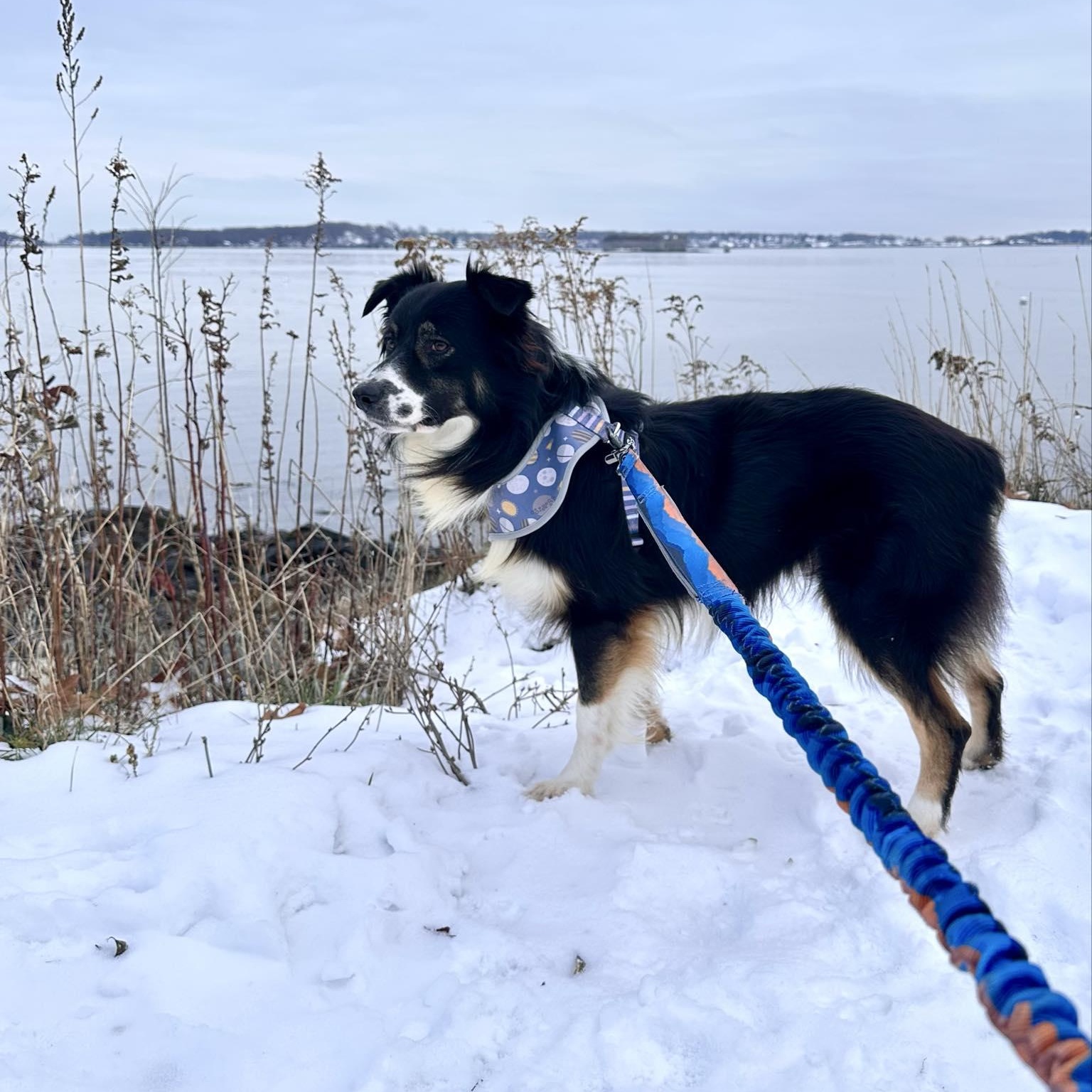 Enlarge Elmer, an adoptable mixed breed in Woolwich, ME image 5/6