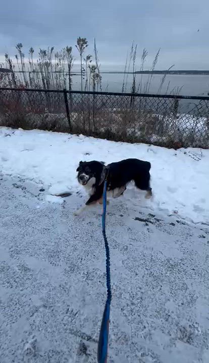 Enlarge Elmer, an adoptable mixed breed in Woolwich, ME video 6/6