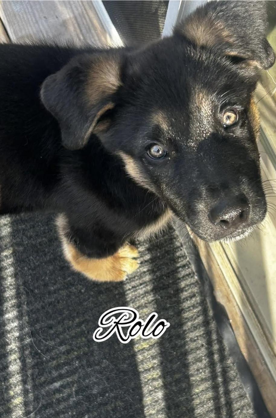 Enlarge Rolo, a ADOPTABLE mixed breed in Crystal Lake, IL image 2/3