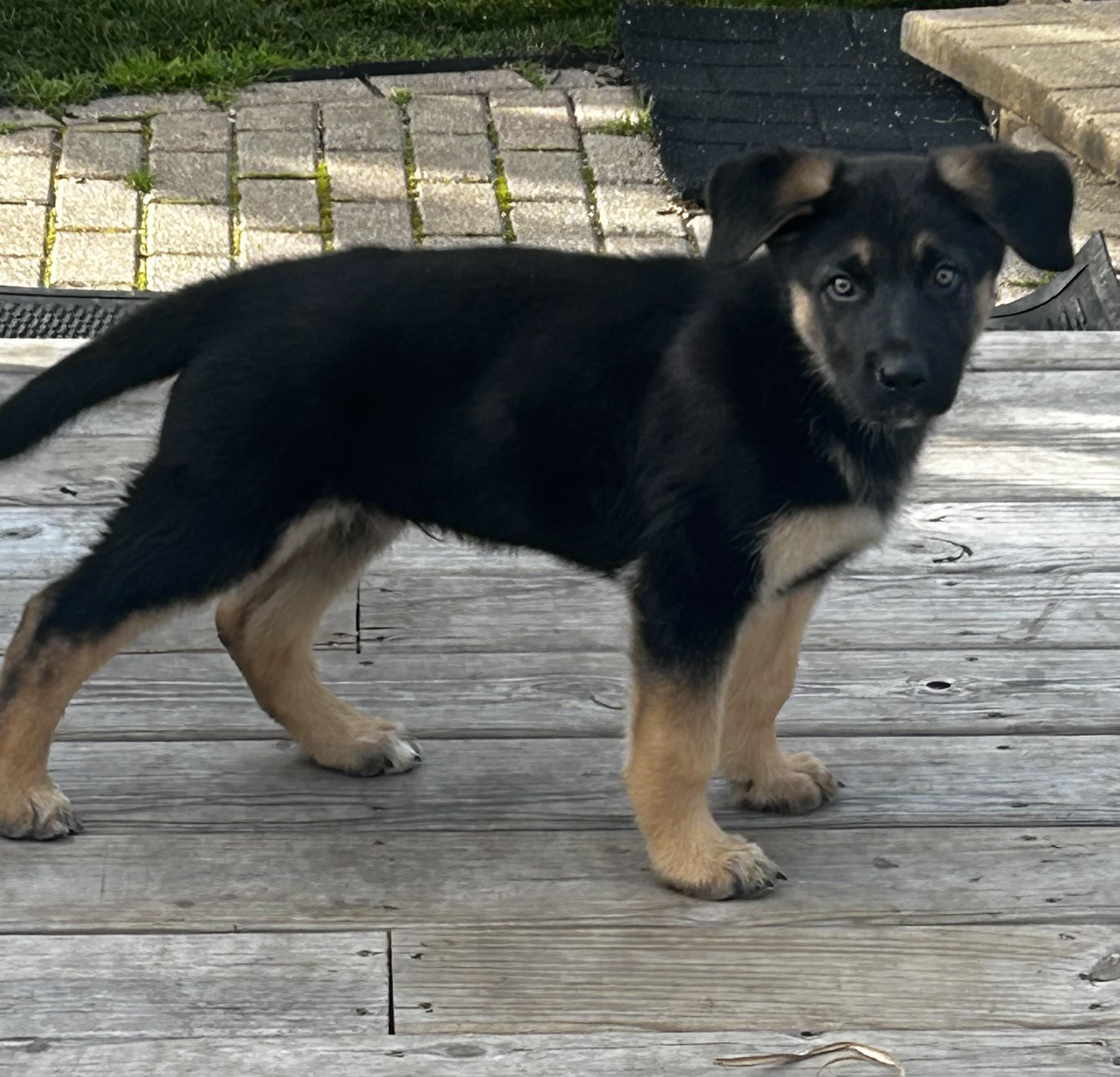 Rolo, ADOPTABLE, Puppy Male German Shepherd Dog.