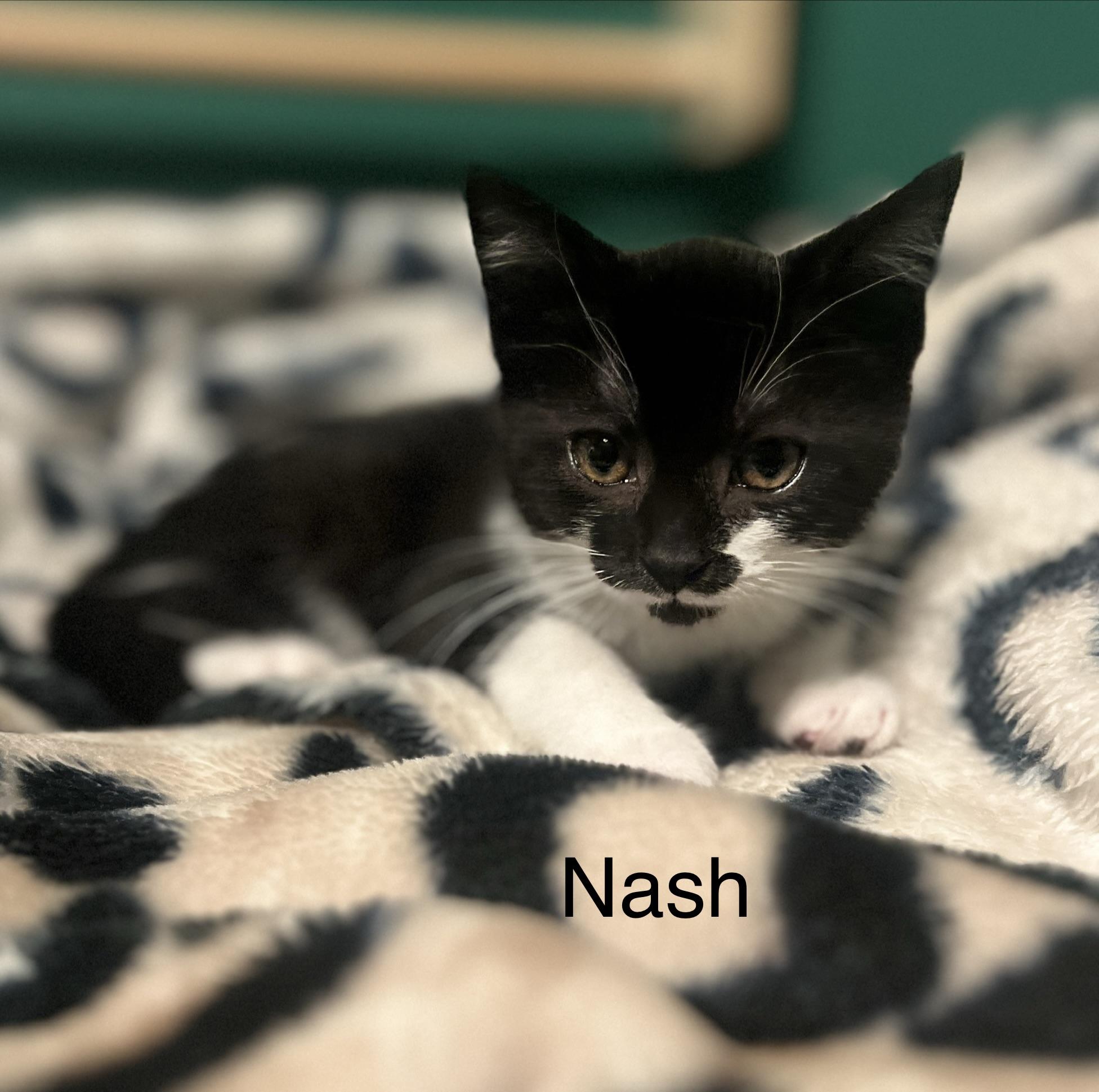 Enlarge Nash, an adopted Tuxedo in Oakley, CA image 1/1