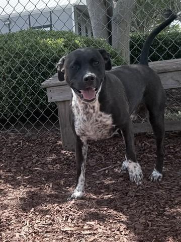 Enlarge TRIP, a Adoptable mixed breed in Panama City, FL image 1/1