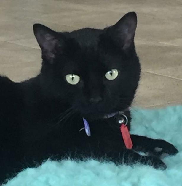 Enlarge Shadow W, a Adopted Domestic Short Hair in Laramie, WY image 1/2