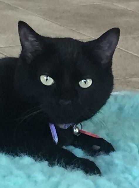 Enlarge Shadow W, a Adopted Domestic Short Hair in Laramie, WY image 2/2