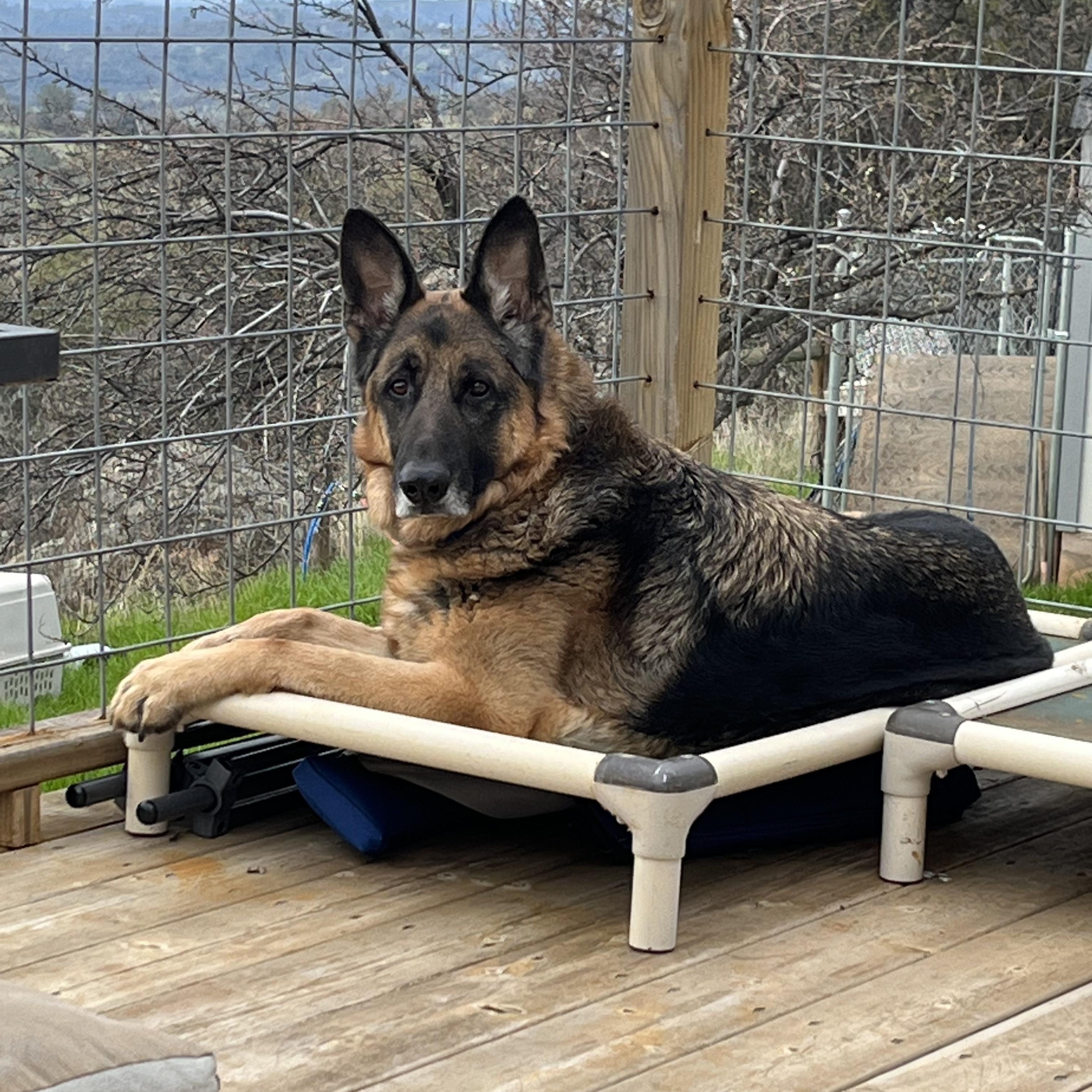 Smokey German Shepherd Dog Dog