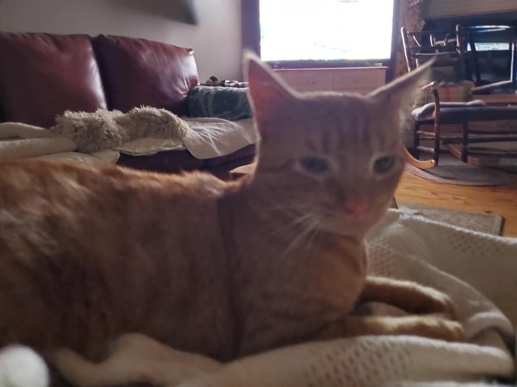 George, Adoptable, Kitten Male Domestic Short Hair.