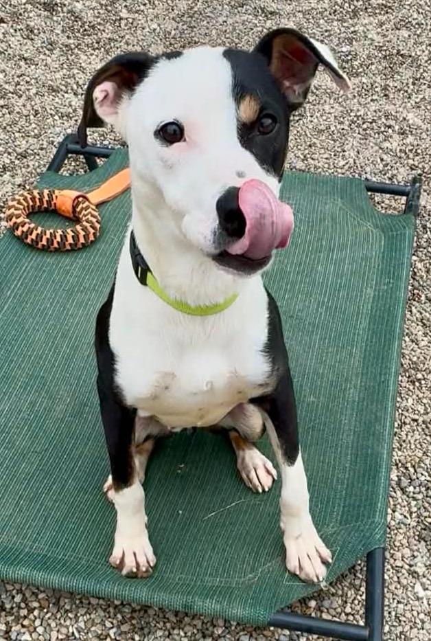 Tyrone AVAILABLE , ADOPTABLE, Young Male Hound.